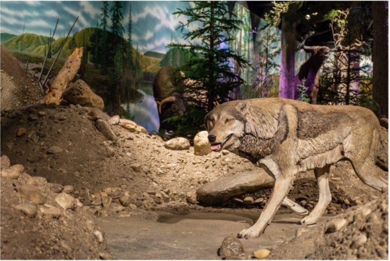 Ice Age Gallery returns at Cincinnati Museum Center July 1 - Cincinnati ...