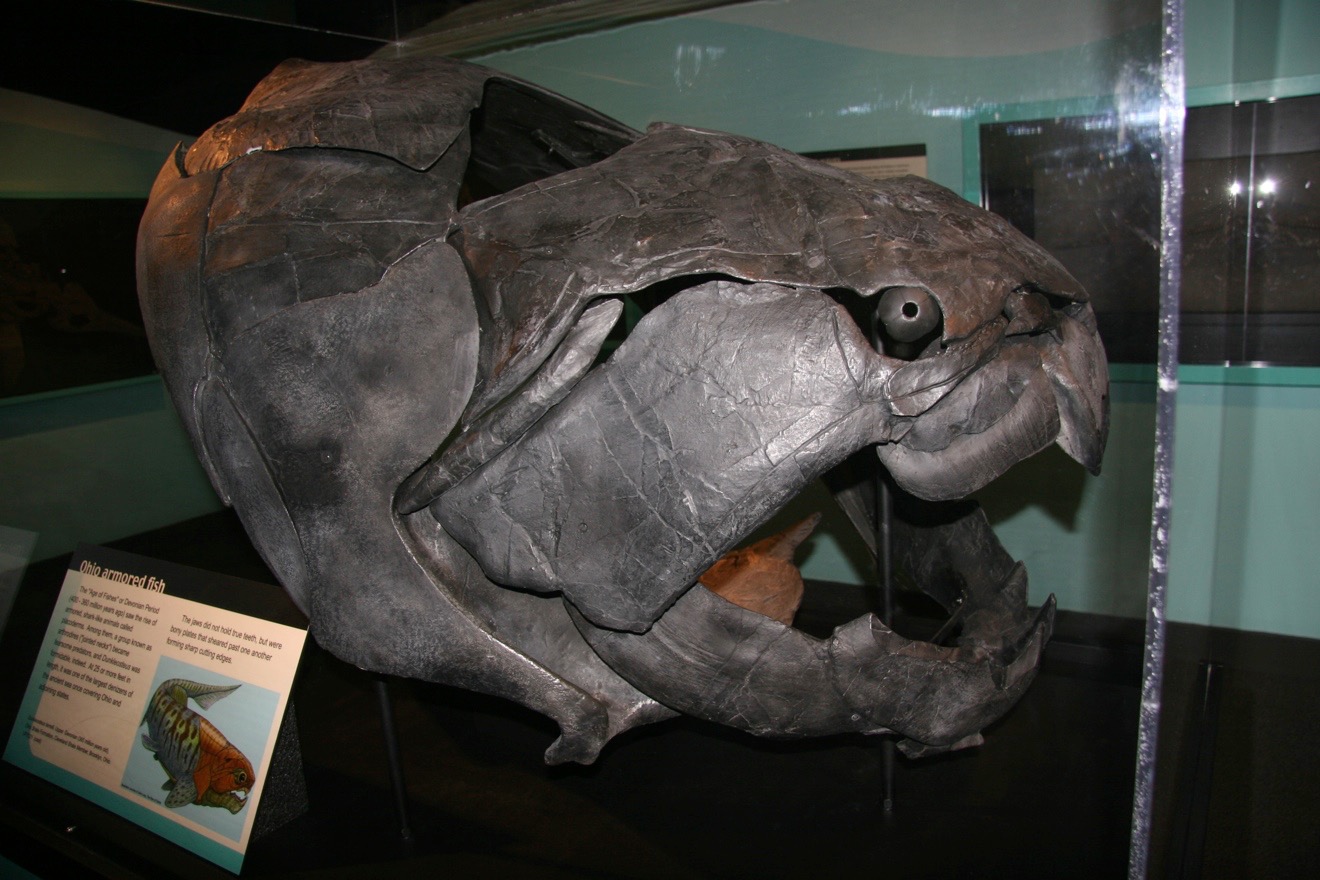 cladoselache shark fossil